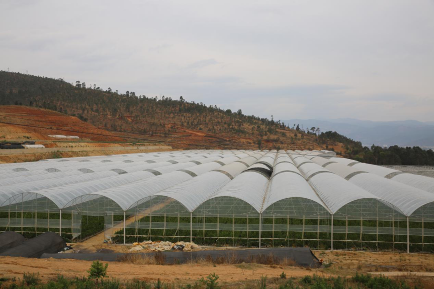 人参榕树盆景怎么养_人参盆景养榕树可以吗_盆景人参榕树怎么养