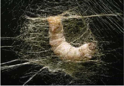 缝线怎么吸收【医疗知识】外科缝线知多少？这篇文章讲全了！_https://www.jmylbn.com_新闻资讯_第2张