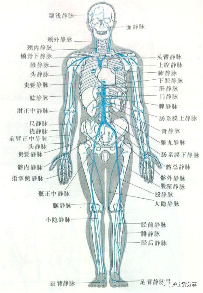 Picc的途径 股静脉 护士爱分享 微信公众号文章阅读 Wemp