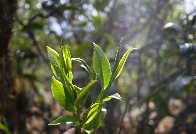 一篇让你秒懂云南普洱茶的产地分布|广西优质茶叶交流组