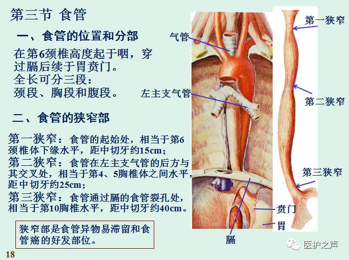 系统解剖学第12讲 消化系统解剖 食管 考试宝典网 微信公众号文章阅读 Wemp