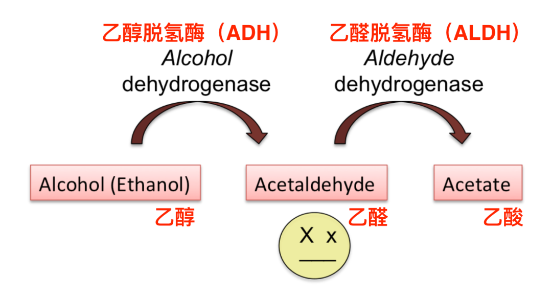基因检测野生型什么意思_基因检测全是野生型好是不好_基因检查结果野生型什么意思