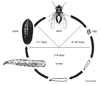 苍蝇的进化过程图片