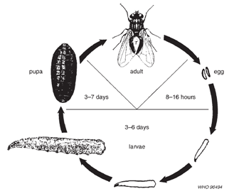 苍蝇属完全变态昆虫,整个发育过程分为卵
