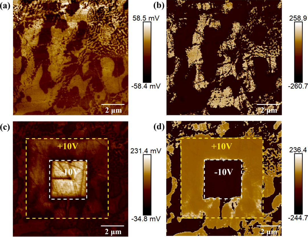 应力驱动下的铁电畴动态演变及其对驱动器性能的影响