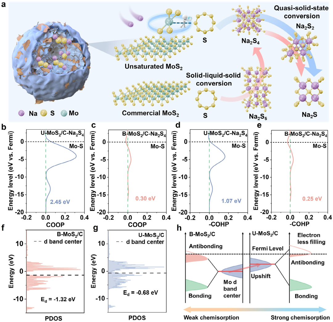 原位TEM助力揭示不饱和二硫化钼诱导的超快钠离子动力学