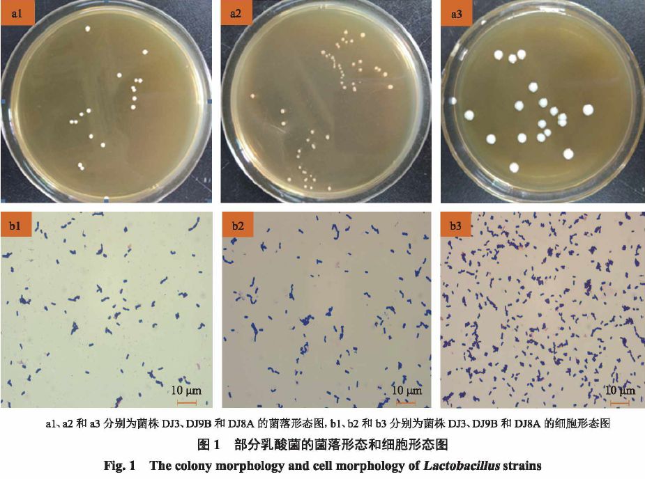 产酸 耐酸乳酸菌的分离鉴定及益生特性 每日推荐 文献文库 中国生物饲料网