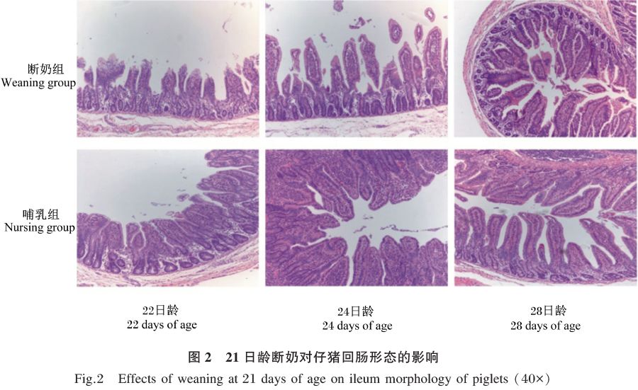 21日龄断奶对仔猪肠道形态肠道通透性及肠黏膜屏障的影响