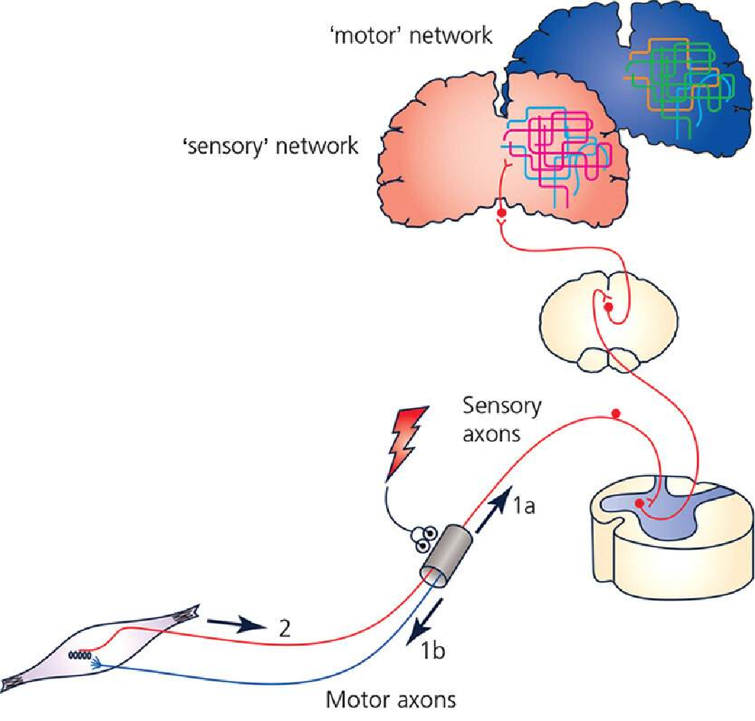 中频为什么能镇痛什么？中低频治疗会有如此多的治疗作用_https://www.jmylbn.com_新闻资讯_第7张