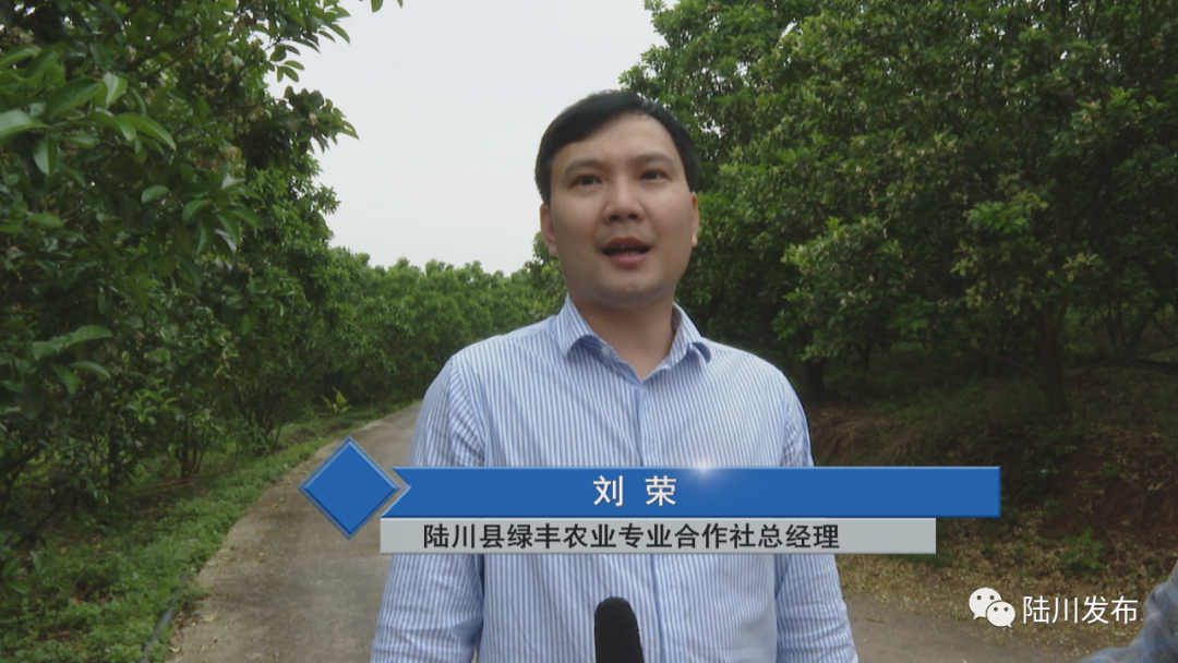 陆川县马坡镇:橘红花开正艳 香溢满园-魅力玉林-广西玉林文明网