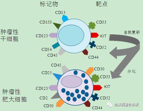 肥大细胞增多症:2016年更新的who分类和新兴治疗理念