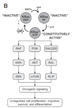 全球首个KRAS抑制剂——Sotorasib的研发上市之路 - 脉脉