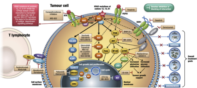 全球首个KRAS抑制剂——Sotorasib的研发上市之路 - 脉脉