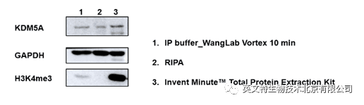 目的蛋白是核蛋白，我该拿它怎么办？