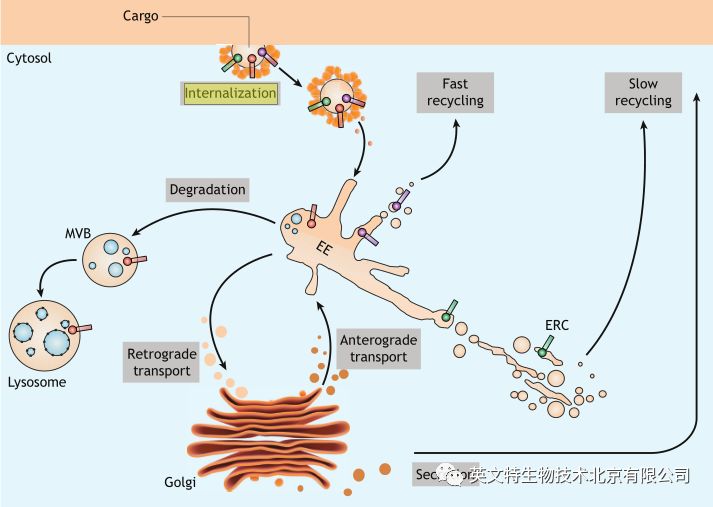 神秘的内体内吞转运的来龙去脉