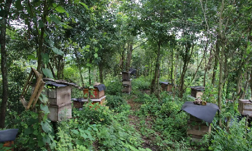 夏季怎样给蜂群降温？盛夏蜂群防暑降温法