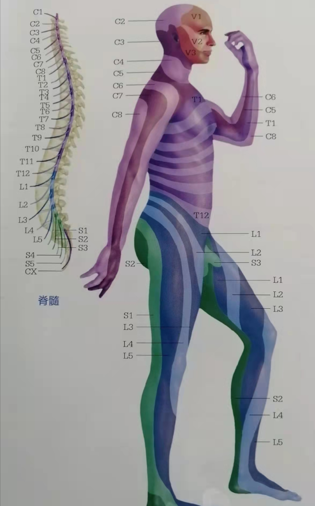 大家一看,是一幅人体解剖图,主要展现下肢神经节段分布的.