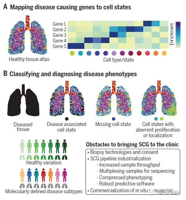 Science综述 用单细胞基因组学将人类细胞表型匹配到基因型 Aipufubio 微信公众号文章阅读 Wemp
