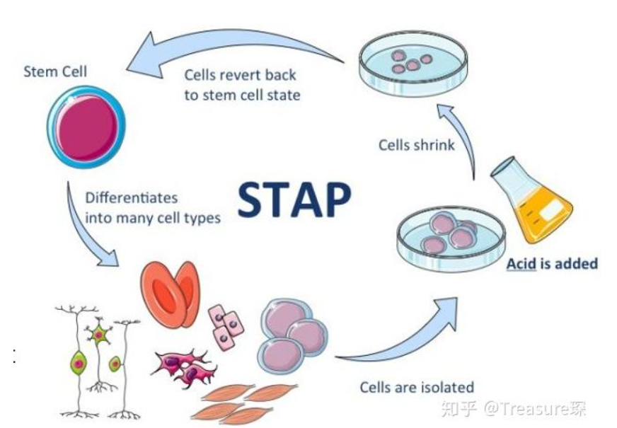 太强 利用imagej实锤nature文章中的学术造假 伊曼如歌 微信公众号文章阅读 Wemp