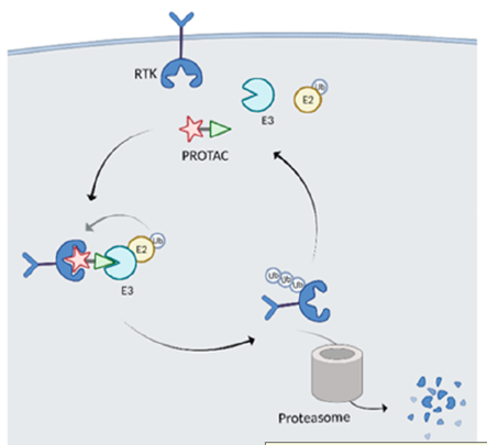 收藏 | 靶向膜蛋白！PROTAC及其他降解策略全方位综述 - 脉脉