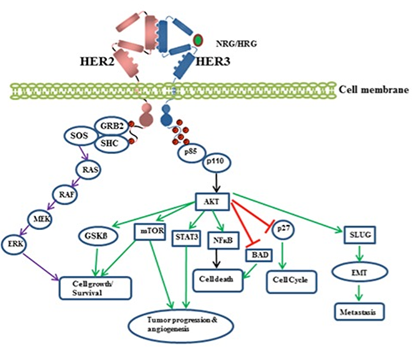 ABS什么药HER3终成药：HER2／HER3双抗Zenocutuzumab获FDA批准上市_https://www.jmylbn.com_新闻资讯_第3张