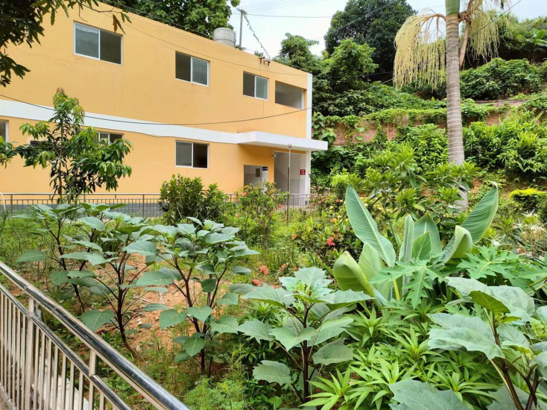 绿美校园建设提升边疆孩子的幸福指数河口县南溪镇中心小学