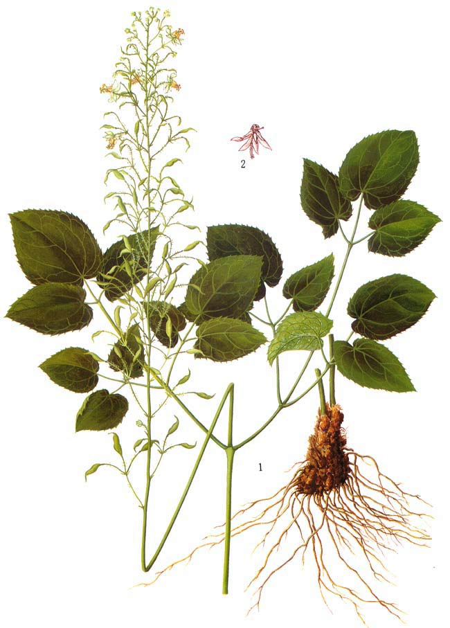 “天然伟哥”淫羊藿的药典品种分类与鉴别