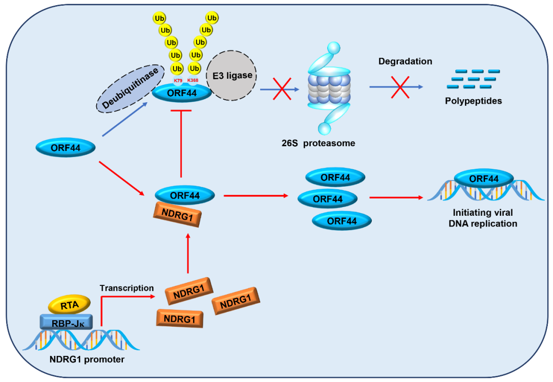 病毒学国家重点实验室蓝柯研究组揭示调控卡波氏肉瘤病毒 Kshv 解旋酶的新机制 病毒学界 微信公众号文章阅读 Wemp
