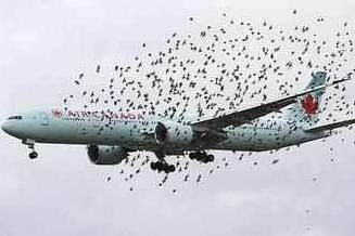 【6/15更新】鸟经常撞飞机发动机, 发动机进气口加个网可以吗?的图15