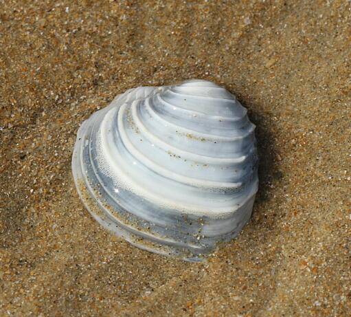 伊莎贝拉蛋糕帘蛤placamen isabellina