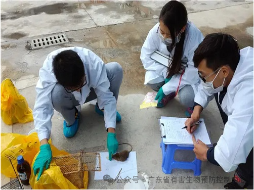 【病媒监测】鼠密度监测方法 【病媒监测】鼠密度监测方法