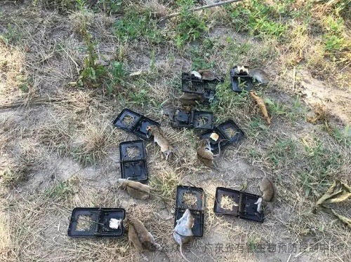 【病媒监测】鼠密度监测方法 【病媒监测】鼠密度监测方法