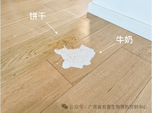 【疑难杂症】酒店有蜘蛛怎么处理? 【疑难杂症】酒店有蜘蛛怎么处理?