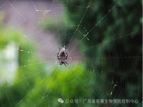 【疑难杂症】酒店有蜘蛛怎么处理? 【疑难杂症】酒店有蜘蛛怎么处理?
