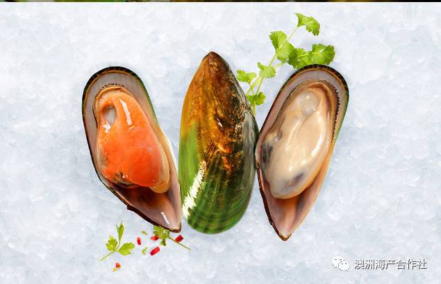 澳大利亚的贻贝养殖业专注于生产本地品种——蓝贻贝( mytilus gallo