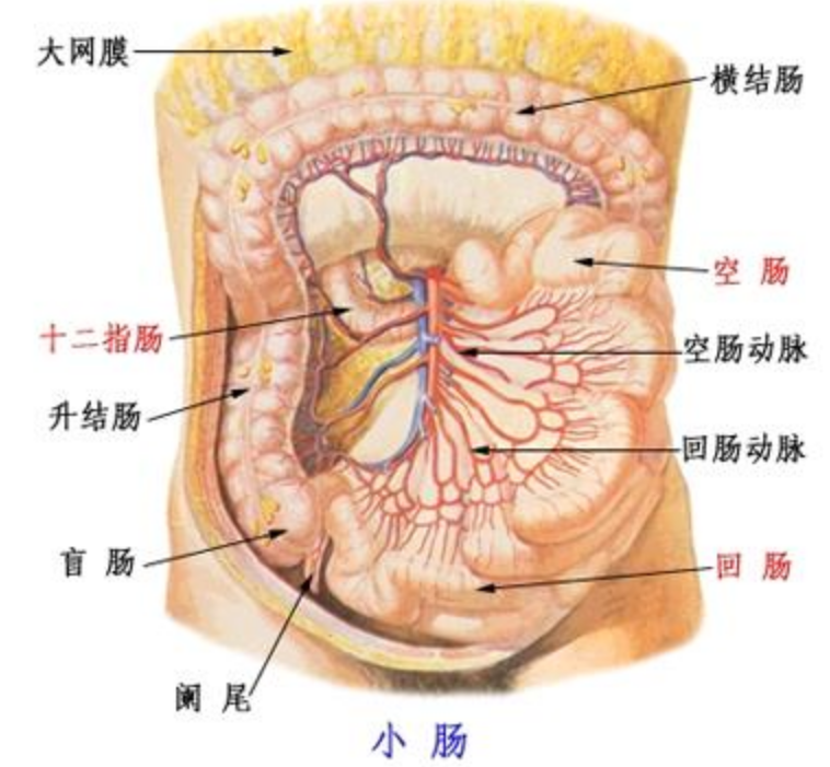 卵巢和肠子的位置图图片