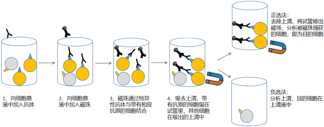 一文读懂免疫细胞的分离