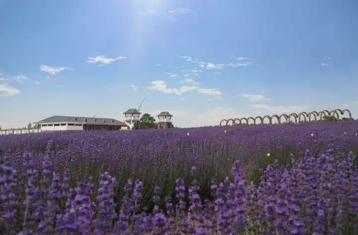 推薦賞花地:月牙島溼地公園,新壩鎮,寧海天吻花海,灌雲伊甸園景區