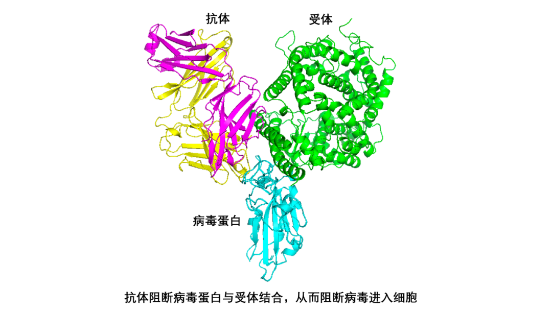 抑制新冠病毒的「精銳士兵」現身！ 健康 第2張