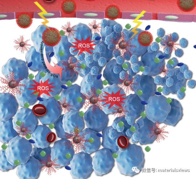 AFM：NIR/ROS响应型黑磷量子点囊泡用于特异性癌症光动力免疫治疗 （转自 MaterialsViews） - 课题组新闻 - 福州大学杨 ...