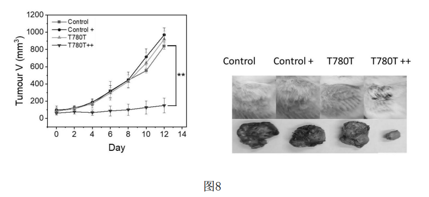 4006B光疗怎么用光热转换 ｜ 具有高光热转换效率的七甲川花菁光敏剂的制备及用于肿瘤靶向光疗_https://www.jmylbn.com_新闻资讯_第9张