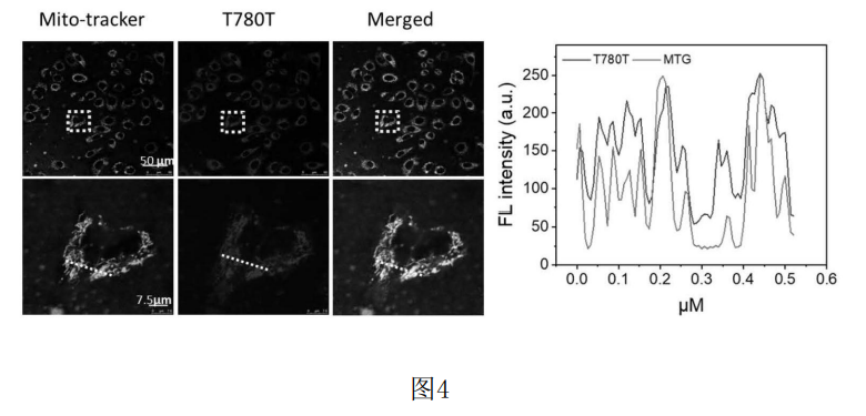 4006B光疗怎么用光热转换 ｜ 具有高光热转换效率的七甲川花菁光敏剂的制备及用于肿瘤靶向光疗_https://www.jmylbn.com_新闻资讯_第5张