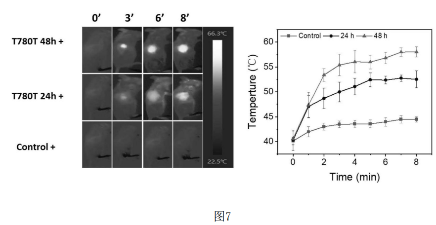 4006B光疗怎么用光热转换 ｜ 具有高光热转换效率的七甲川花菁光敏剂的制备及用于肿瘤靶向光疗_https://www.jmylbn.com_新闻资讯_第8张