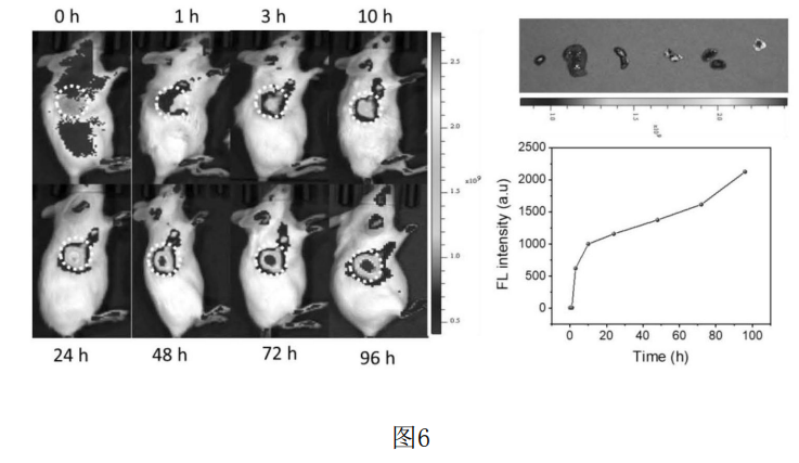 4006B光疗怎么用光热转换 ｜ 具有高光热转换效率的七甲川花菁光敏剂的制备及用于肿瘤靶向光疗_https://www.jmylbn.com_新闻资讯_第7张