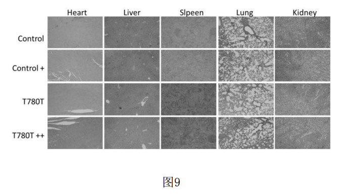 4006B光疗怎么用光热转换 ｜ 具有高光热转换效率的七甲川花菁光敏剂的制备及用于肿瘤靶向光疗_https://www.jmylbn.com_新闻资讯_第10张