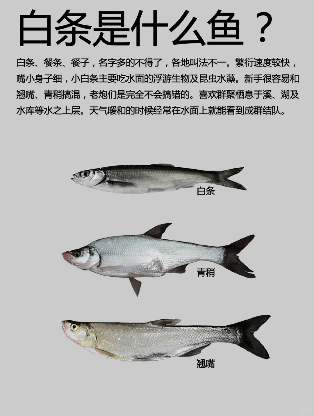 钓不到鱼就专攻白条吧，毕竟是空军佬最后的尊严。