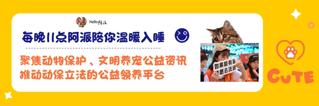 第174期线上领养日 只有狗才爱你那朝圣者的灵魂 爱你衰老了的脸上的皱纹 Hello阿派 微信公众号文章阅读