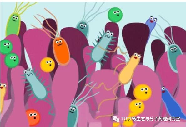 菊粉功效与作用_菊粉的功效和作用_菊粉的功效和作菊粉用及副作用