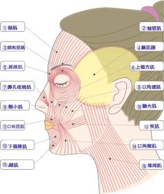 肉毒素除皱面部注射点位及用量