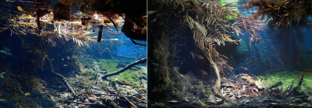 水陆生态鱼缸造景_生态鱼缸存缸造景教程全过程_原生态鱼缸造景景观效果图